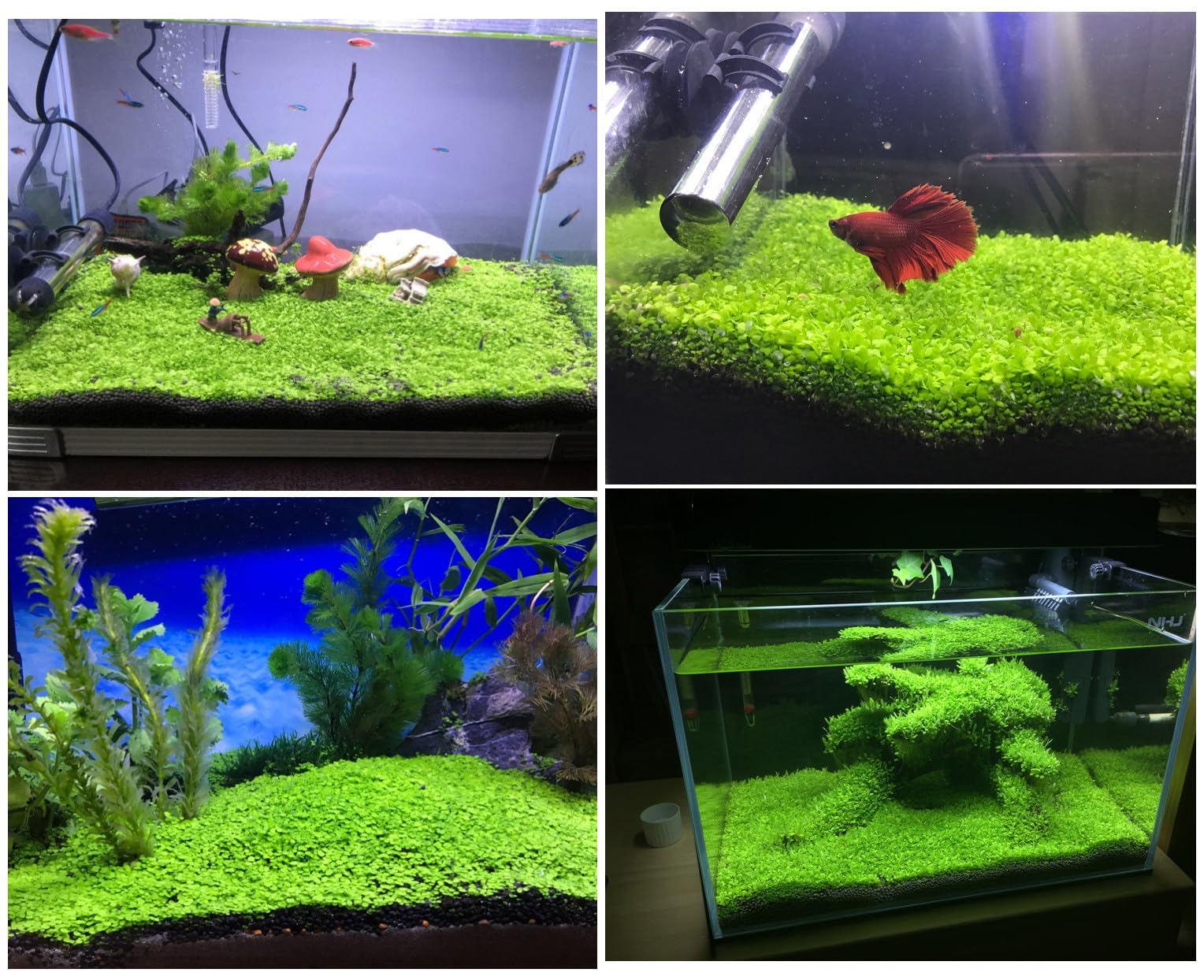LUKAWES plantas de acuario, fondo verde natural, mejora la estética.