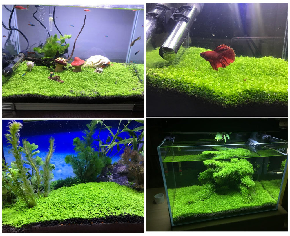 LUKAWES dos-pack plantas acuario: seguras para peces y aportan oxígeno.