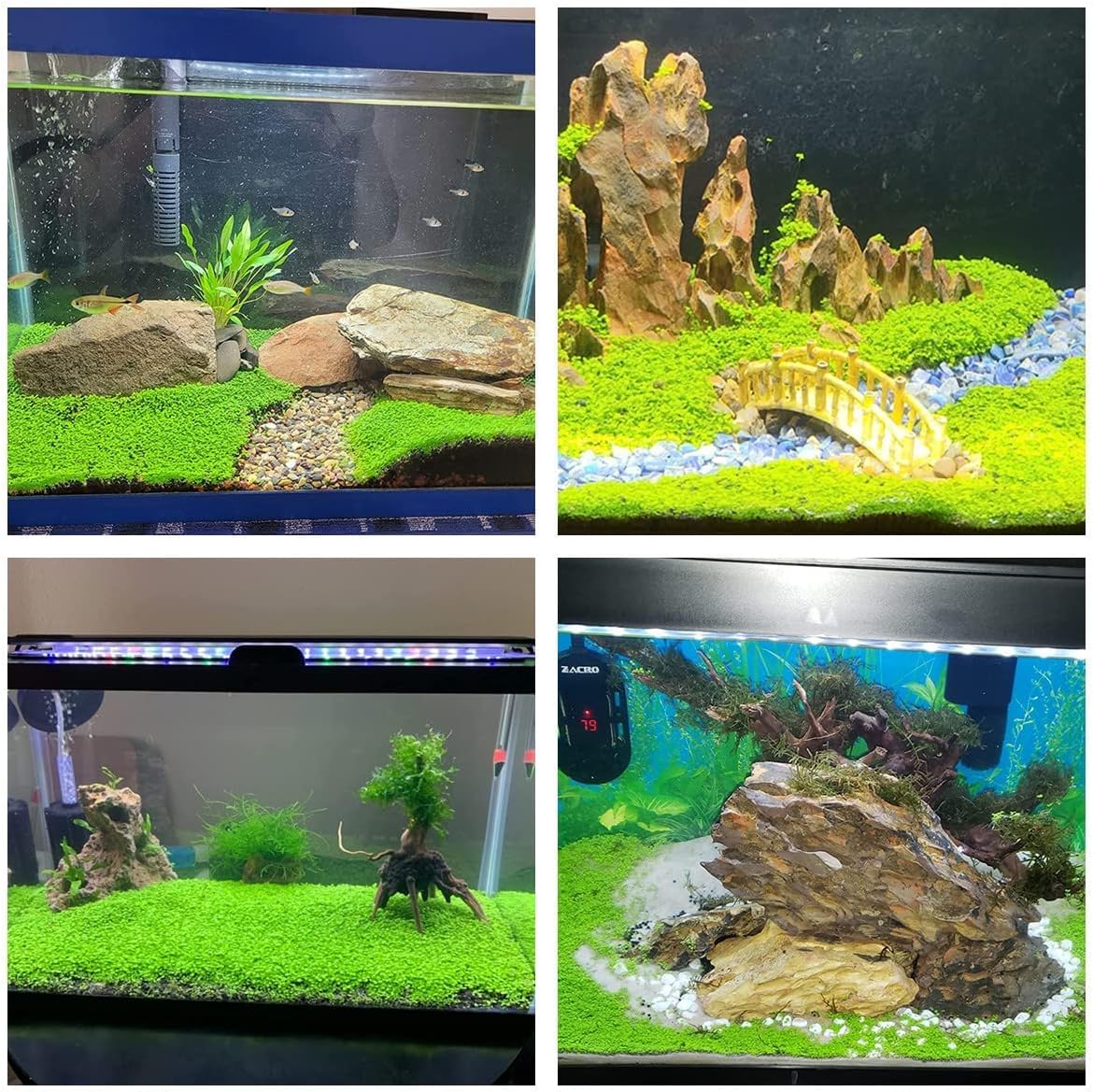 LUKAWES, plantas seguras para peces que producen oxígeno.
