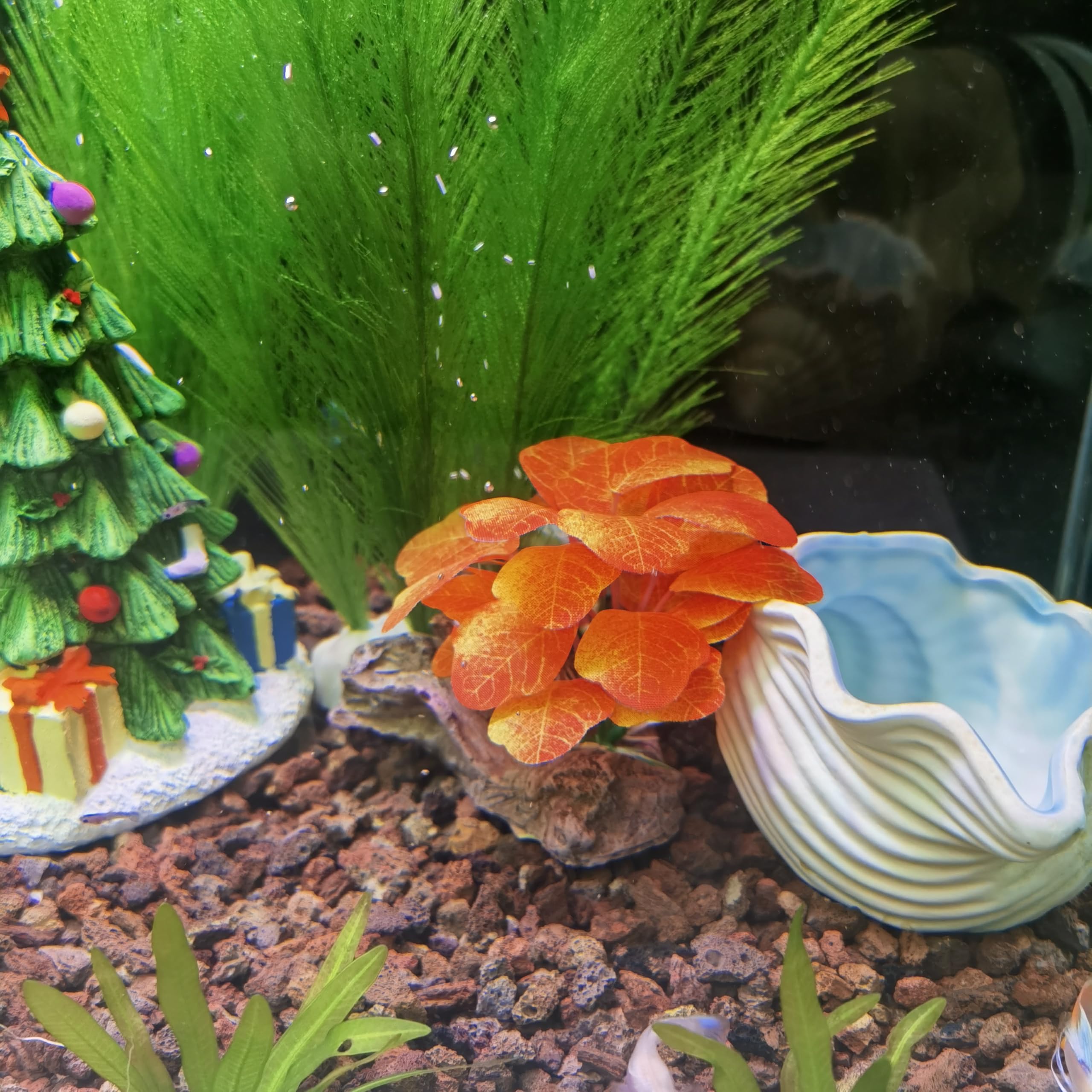 M2cbridge conjunto de plantas, ideal para pequeños acuarios.