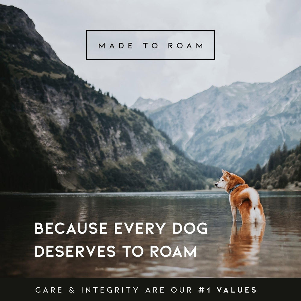 MADE TO ROAM Explorer: perfecto para aventuras al aire libre con tu perro.