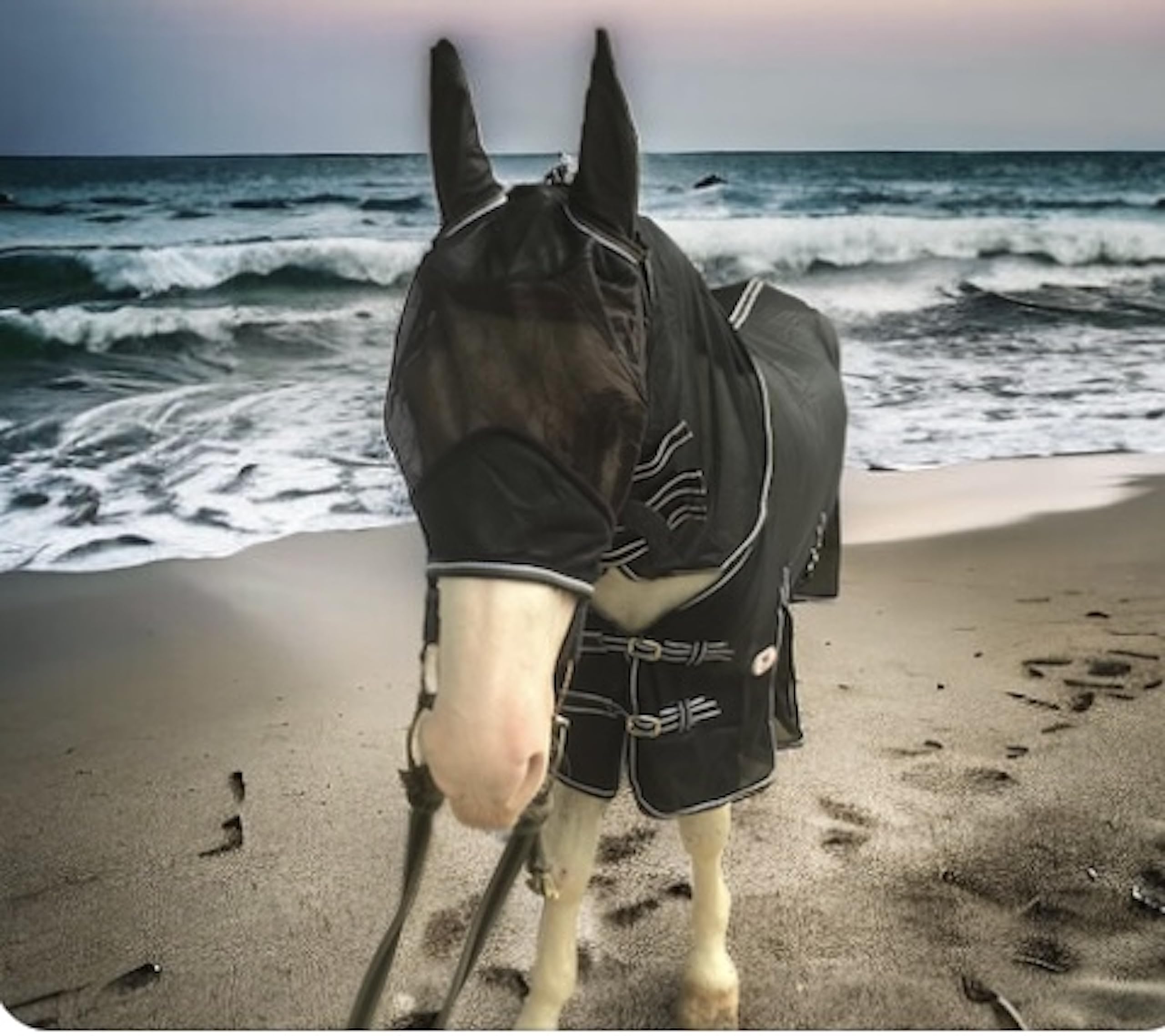 Majestic Ally Horse Fly Sheet malla transpirable mantiene al caballo fresco