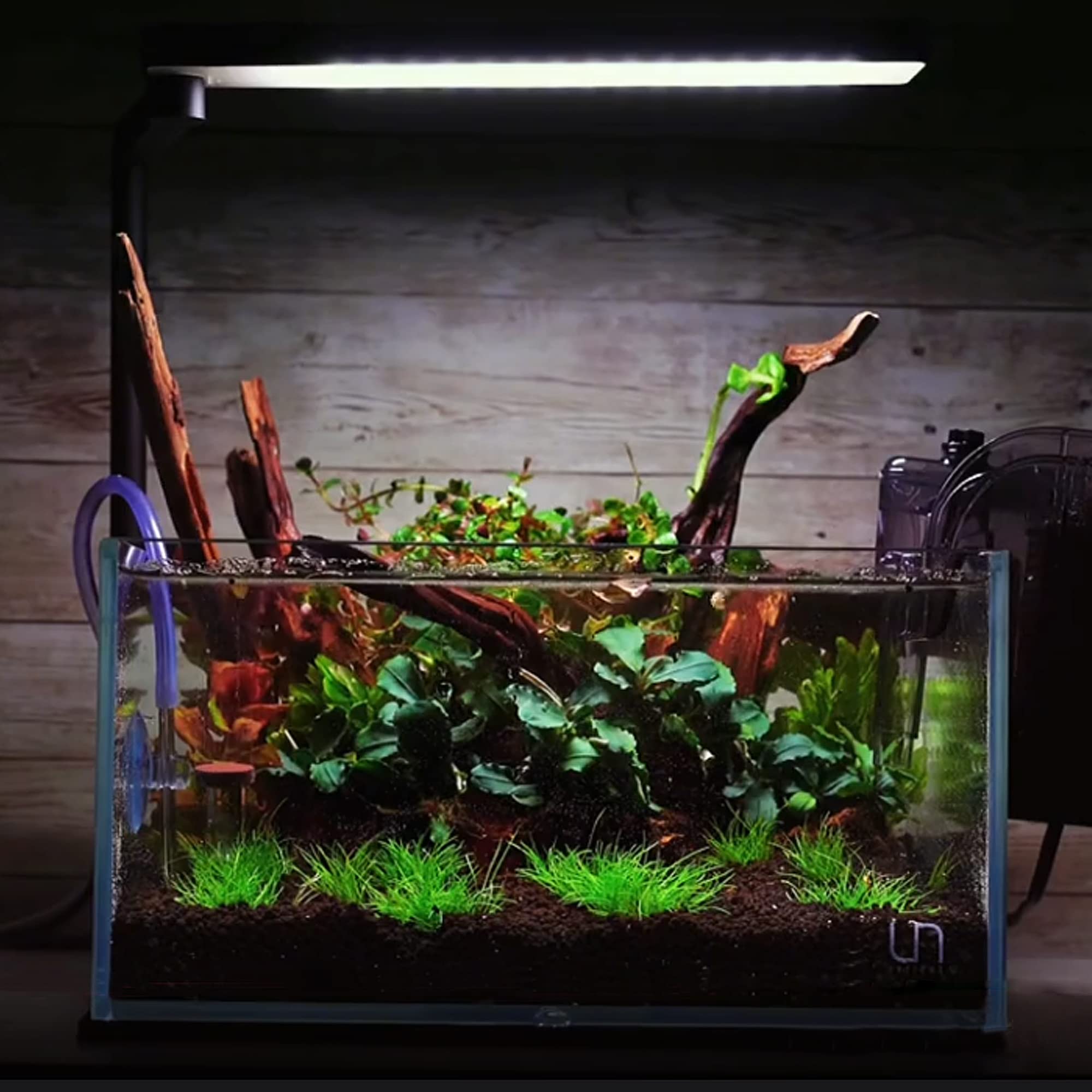 majoywoo madera flotante para terrario, ideal para construir árboles de musgo.
