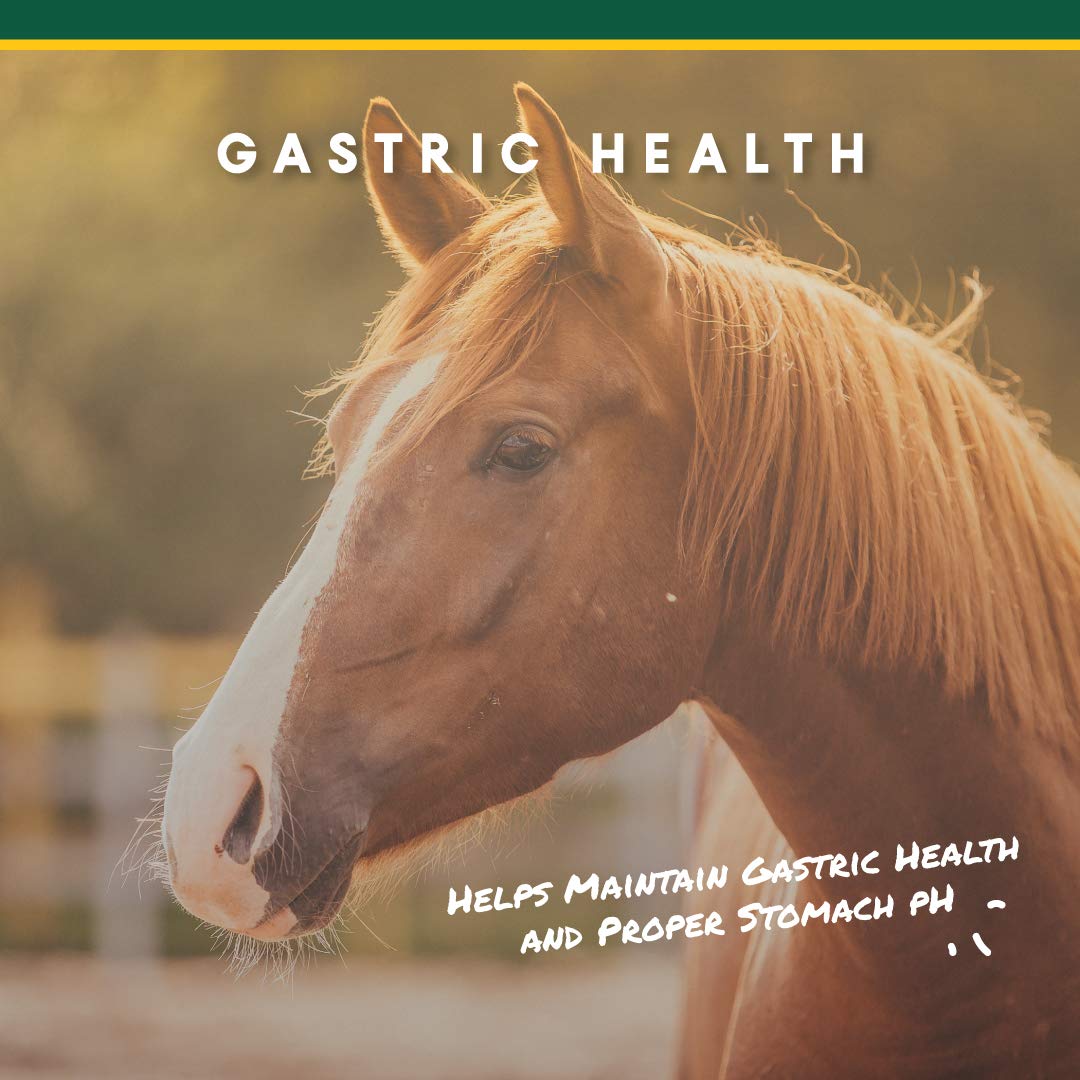 Manna Pro Corta-FLX U-Gard verter la mezcla para apoyo digestivo diario en caballos.