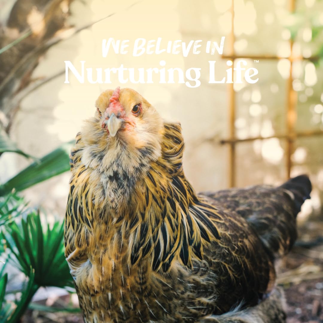 Formulado por nutricionistas avícolas, apoyo para aves activas