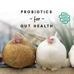 Manna Pro granulos ponedoras sin antibióticos para una opción natural.