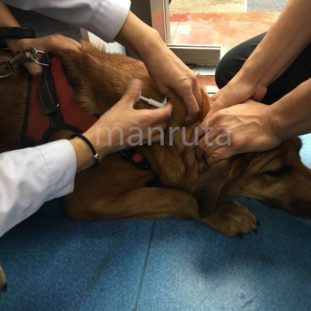 Manruta microchip ID para animales pequeños, solución de registro estable.