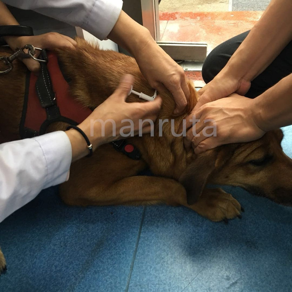 Manruta microchip ID para animales pequeños, solución de registro estable.