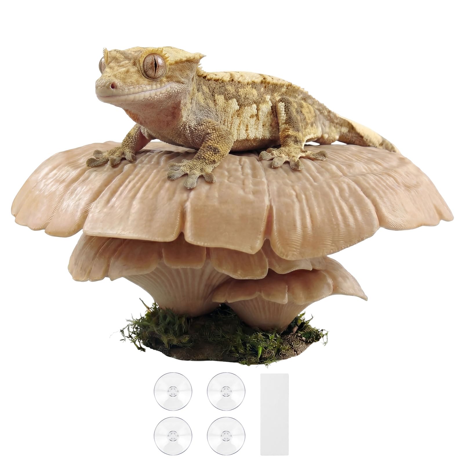 maozyiltle hongo repisa terrario: repisa decorativa para explorar y escalar