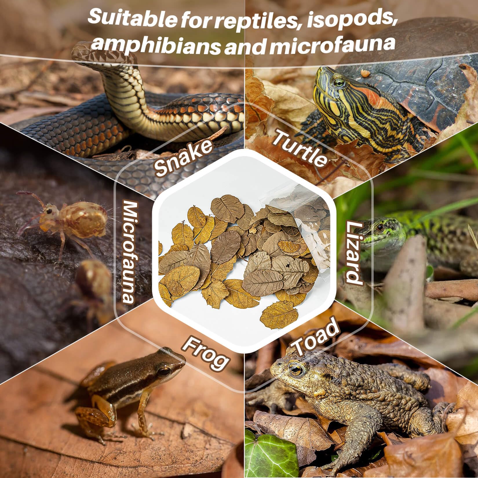 MAQIHAN refugio natural en terrario para reptiles y anfibios, ofrece escondites.
