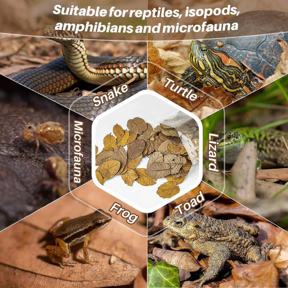 MAQIHAN refugio natural en terrario para reptiles y anfibios, ofrece escondites.