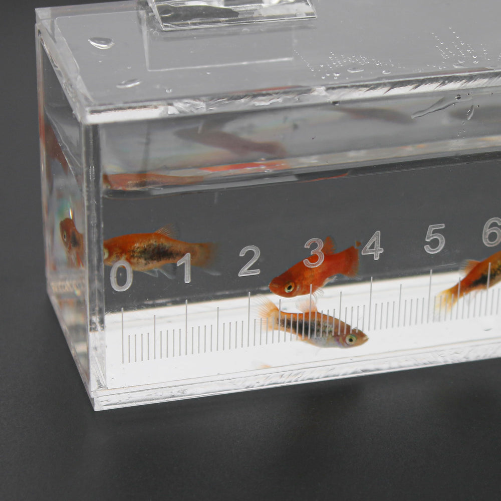 Marsrut acuario mini portátil de acrílico para transportar y observar peces en cualquier lugar