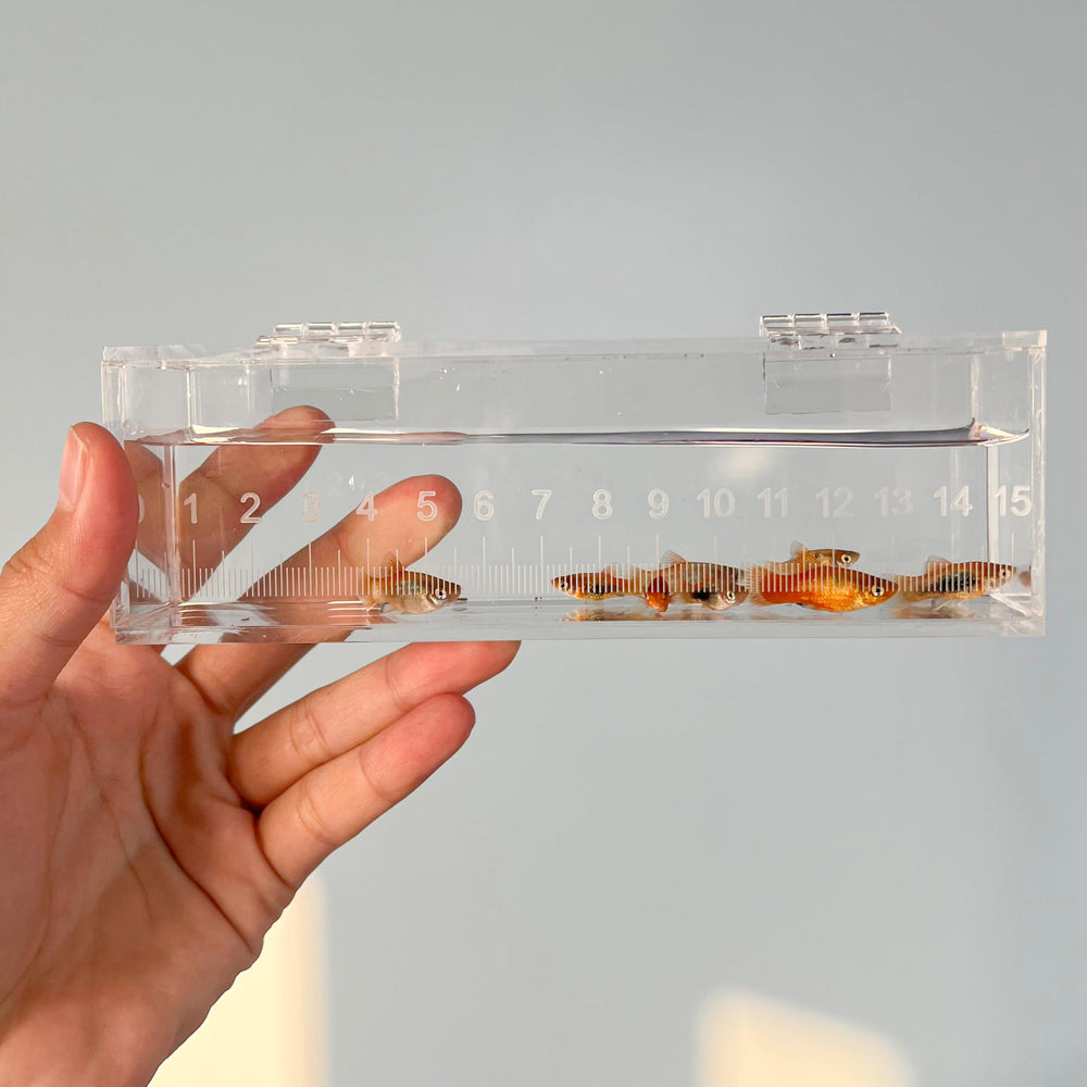 Marsrut caja para fotografía de peces, ideal para capturar imágenes nítidas