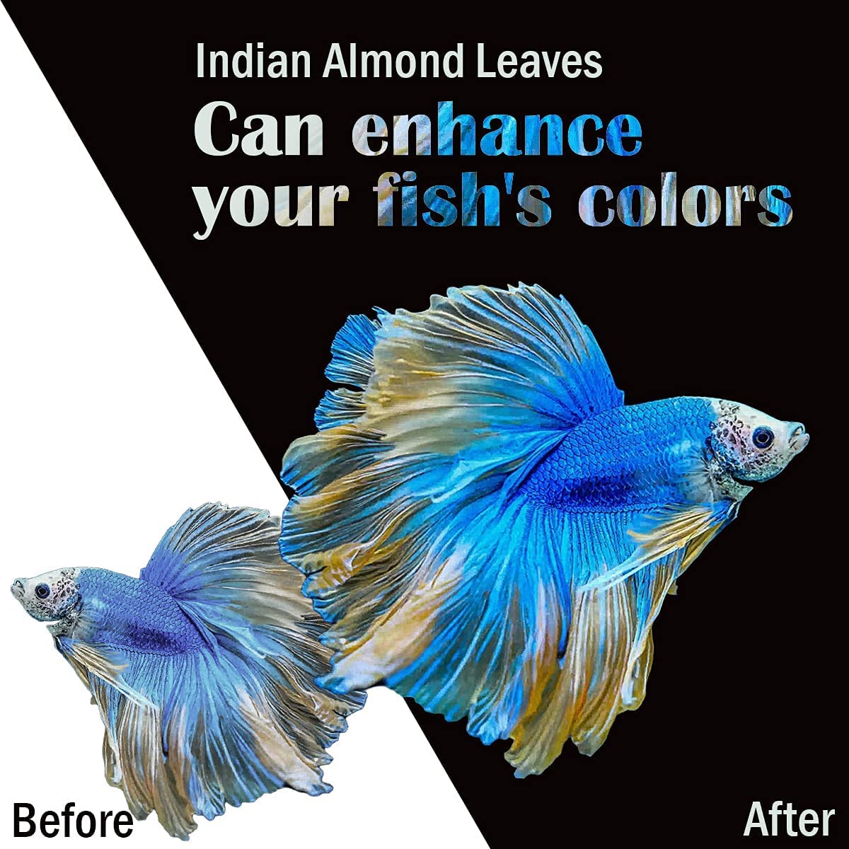 Ombre sombre des feuilles MATCHIMAA rassure poissons timides.