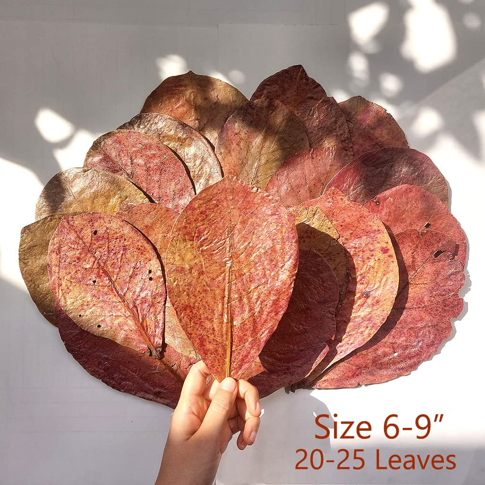 Gros plan sur les feuilles MATCHIMAA montrant texture naturelle et teinte ambrée.