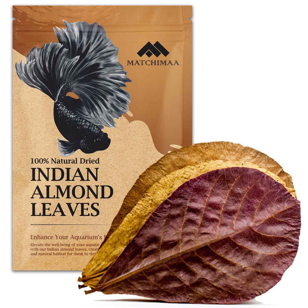 Feuilles MATCHIMAA amandier indien sèches, 50 g apportant des tannins bénéfiques à l'aquarium.