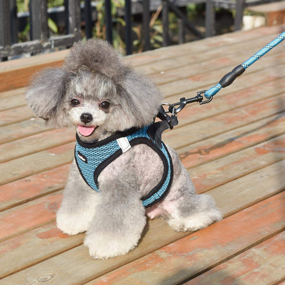 Utilisation quotidienne du harnais Matilor bleu pour petit à moyen chien.