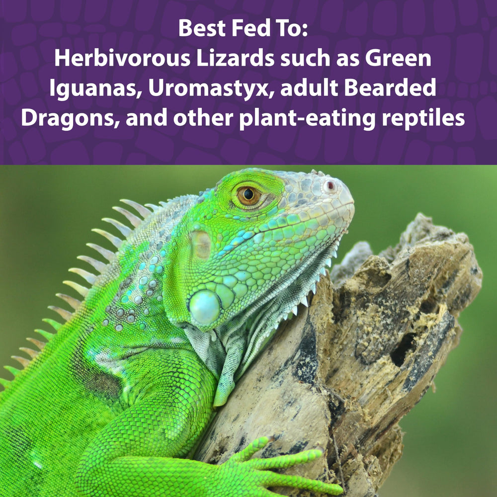 Iguana comiendo Mazuri: dieta balanceada para reptiles herbívoros.