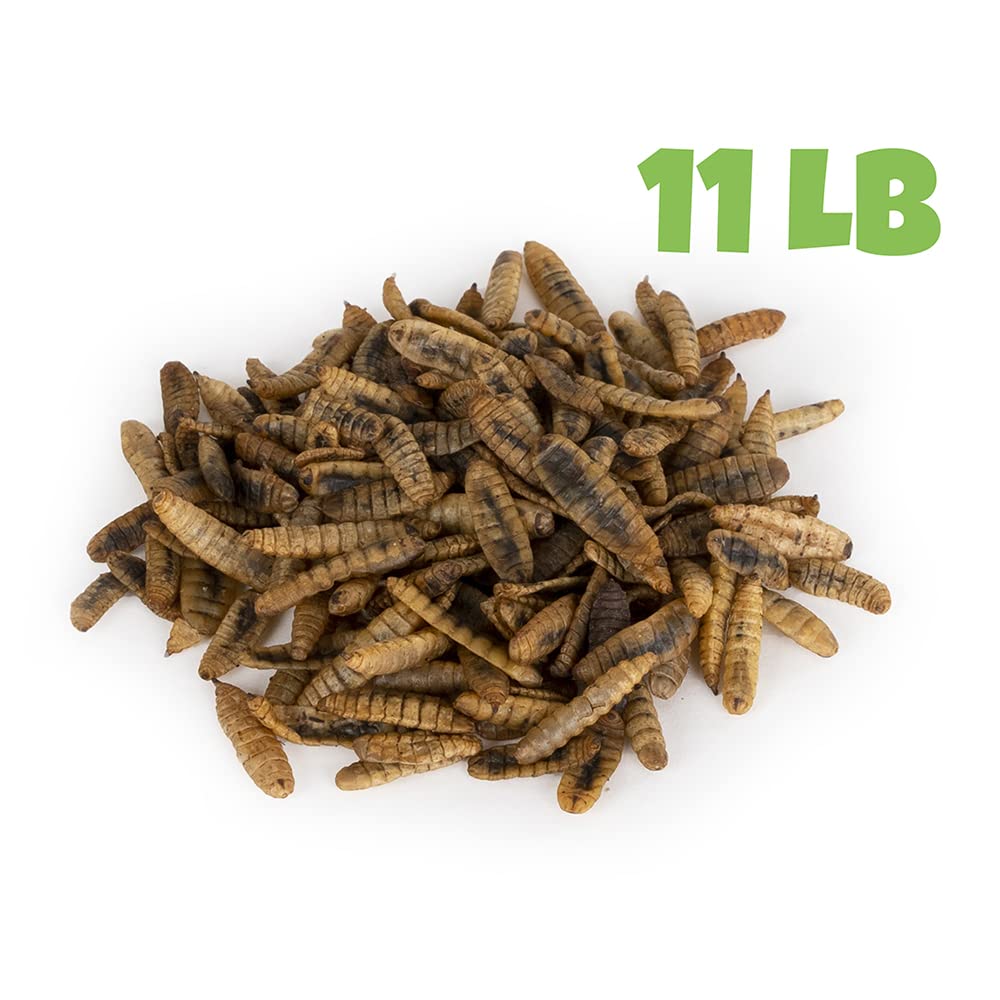 Mealworms by the Pound - alto calcio para pollos y aves silvestres.