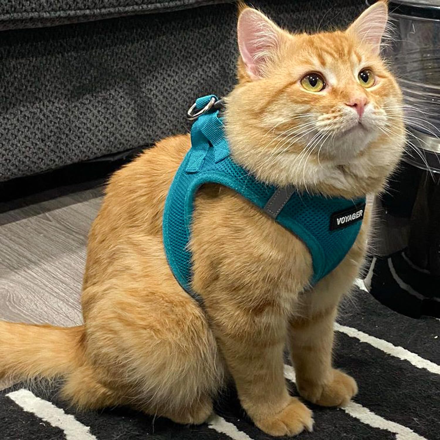 Arnés Voyager para perros y gatos, turquesa y versión todo clima.
