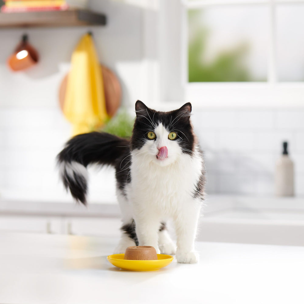 Meow Mix Paté en Salsa para Gatos Adultos, alimento completo y equilibrado.