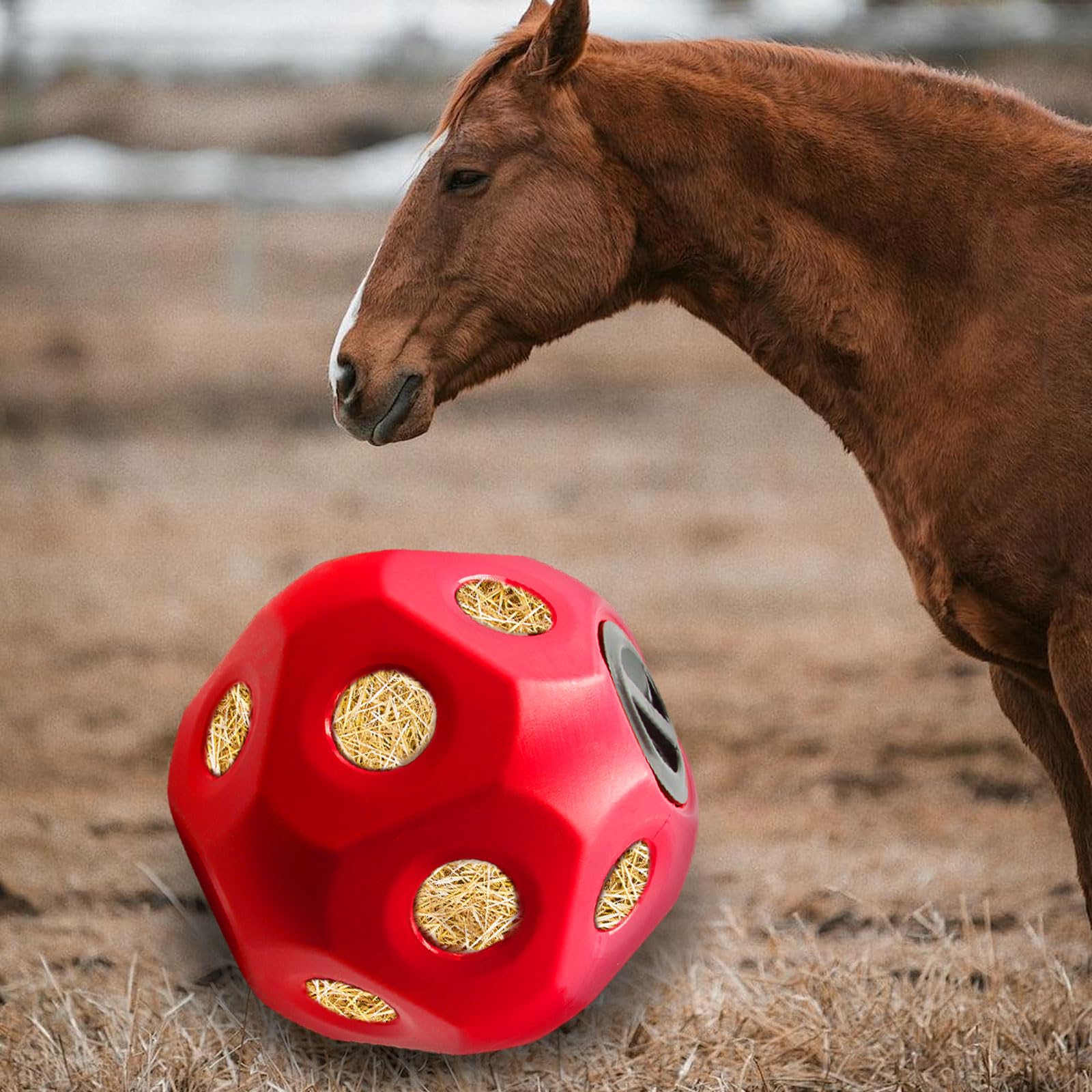MHLLGN caballos disfrutan del forrajeo natural al jugar con la bola.