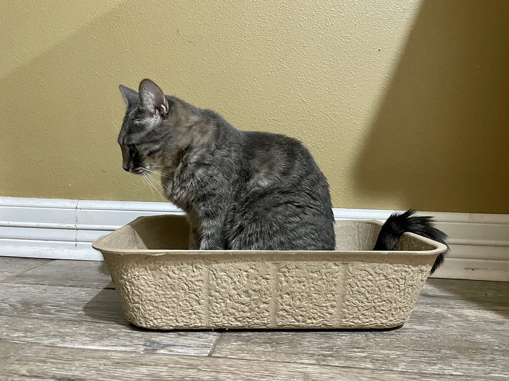Bandeja desechable Midlee para arena de gato grande, portátil y rápida para viajes.