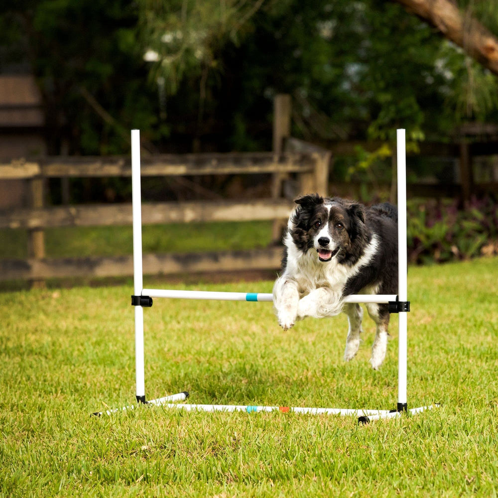 Conjunto de 4 saltos para entrenamiento diario de perros Midlee