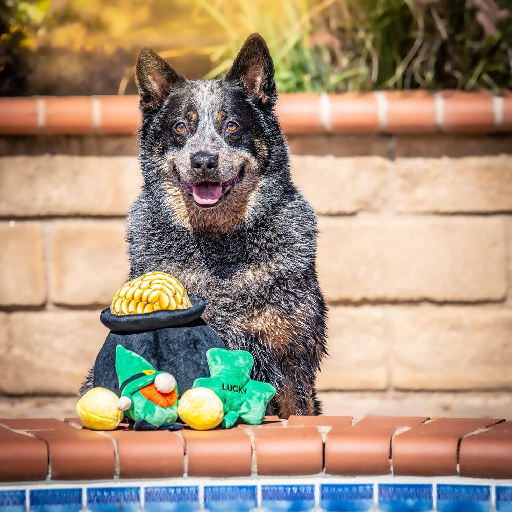Midlee Hide-A-Toy Juego interior para perros pequeños, texturas suaves y sorpresas.