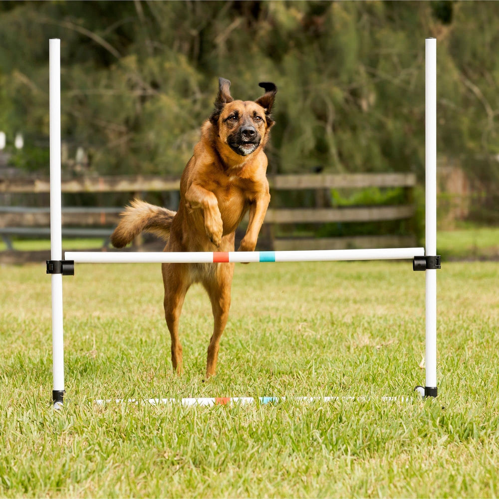 Uso interior y exterior de saltos de perros para entrenamiento flexible