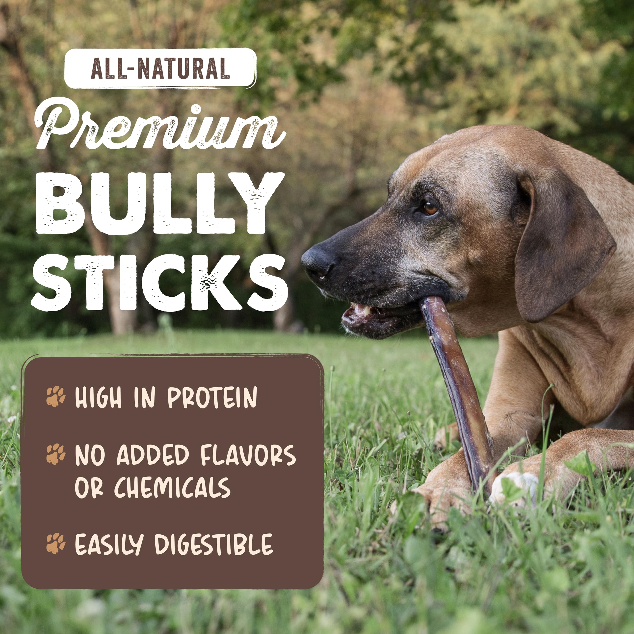 Palito Mighty Paw bully de 6 pulgadas para perros medianos, ideal para mordida moderada.