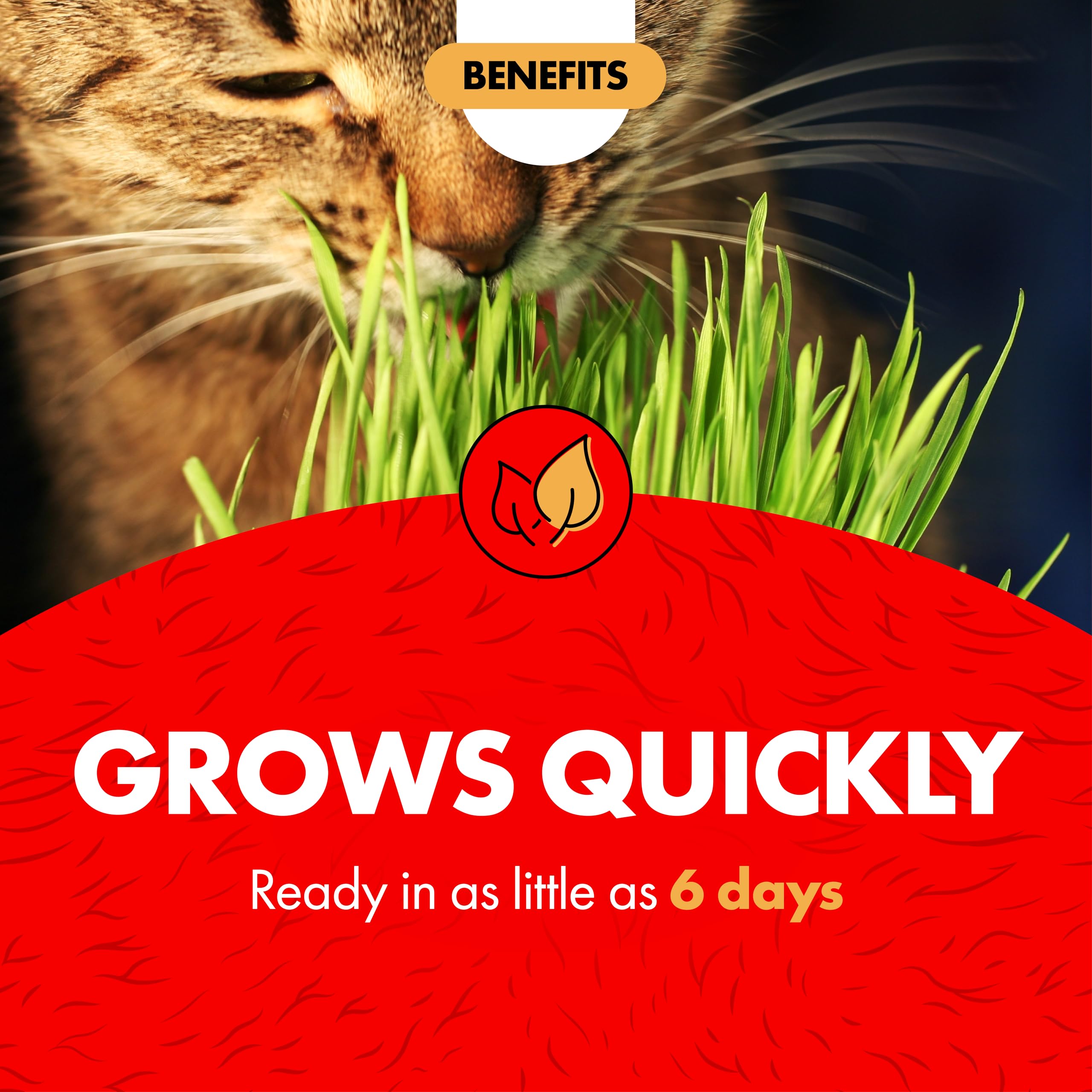 Hierba para gatos Miracle Care con fibra natural para el tránsito natural.