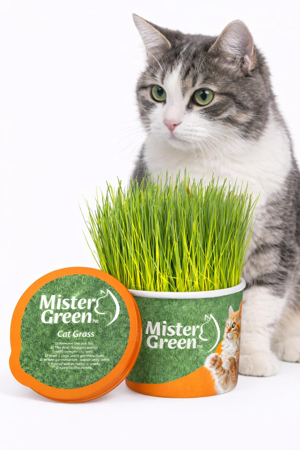 Mister Green Pet Cat Grass Grow Kit – embalaje biodegradable para uso en casa