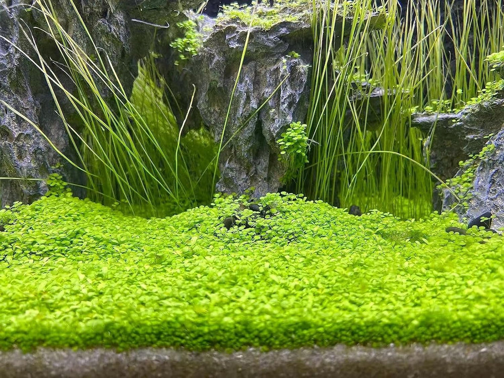 MISUHALOU planta de acuario paquete de 3 bolsas para paisajes