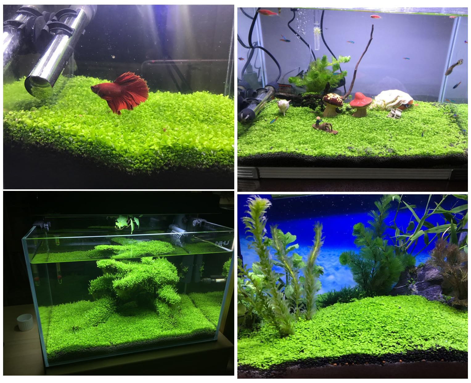 MISUHALOU planta de acuario temperatura óptima 25-28°C para crecimiento