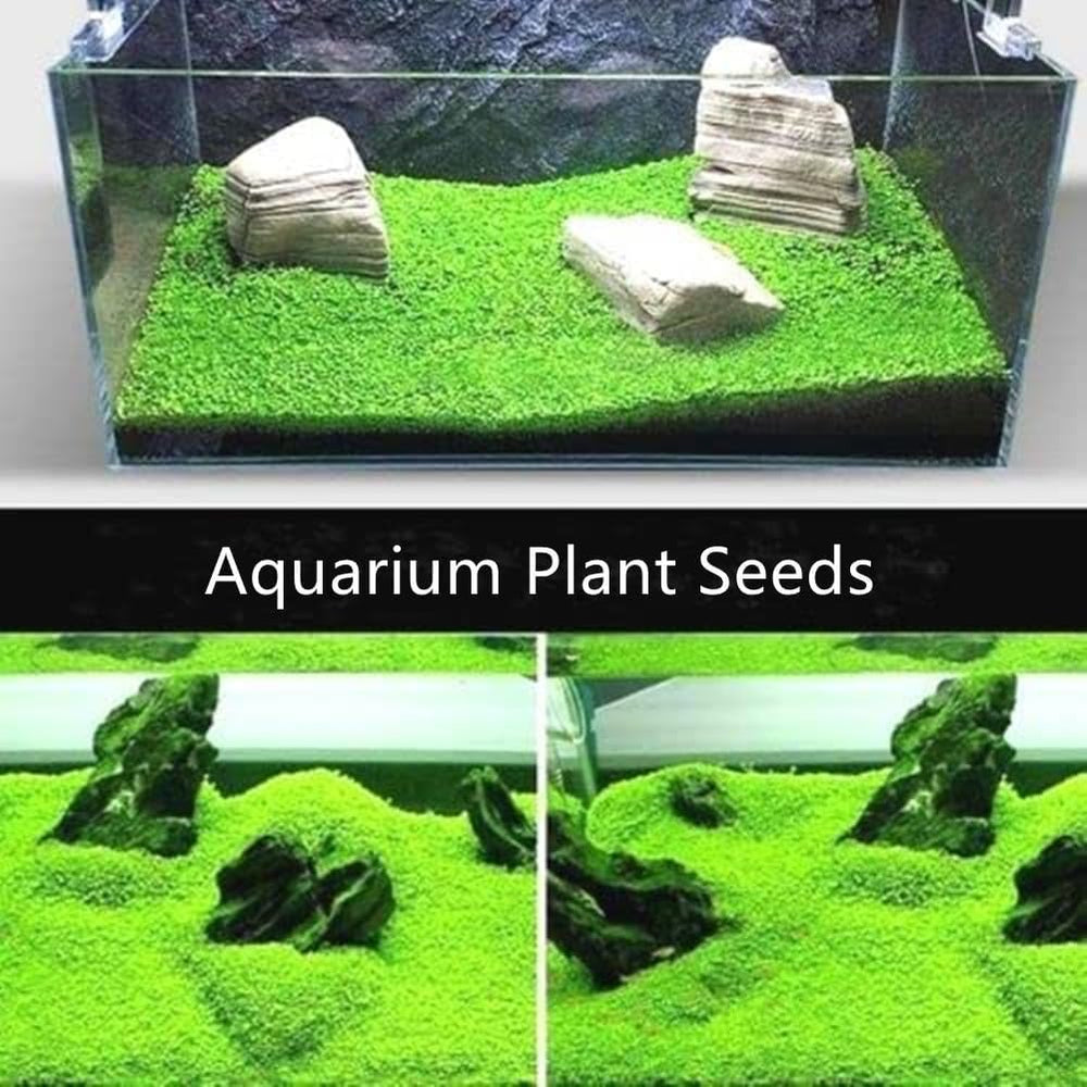 MISUHALOU hojas enanas: crecimiento rápido para acuario de inicio.