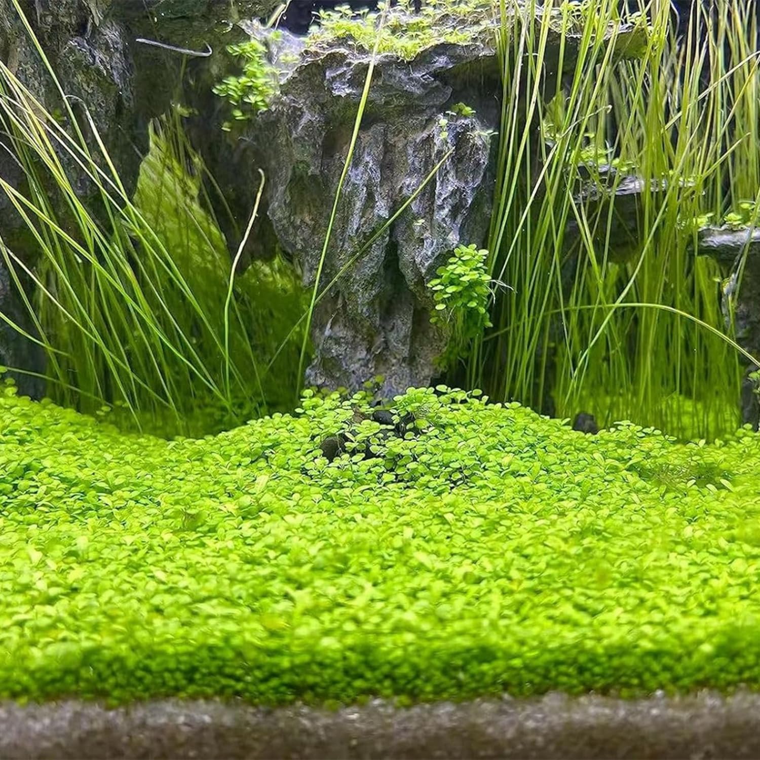 MISUHALOU cuidado básico: plantas saludables para acuario, sin complicaciones.
