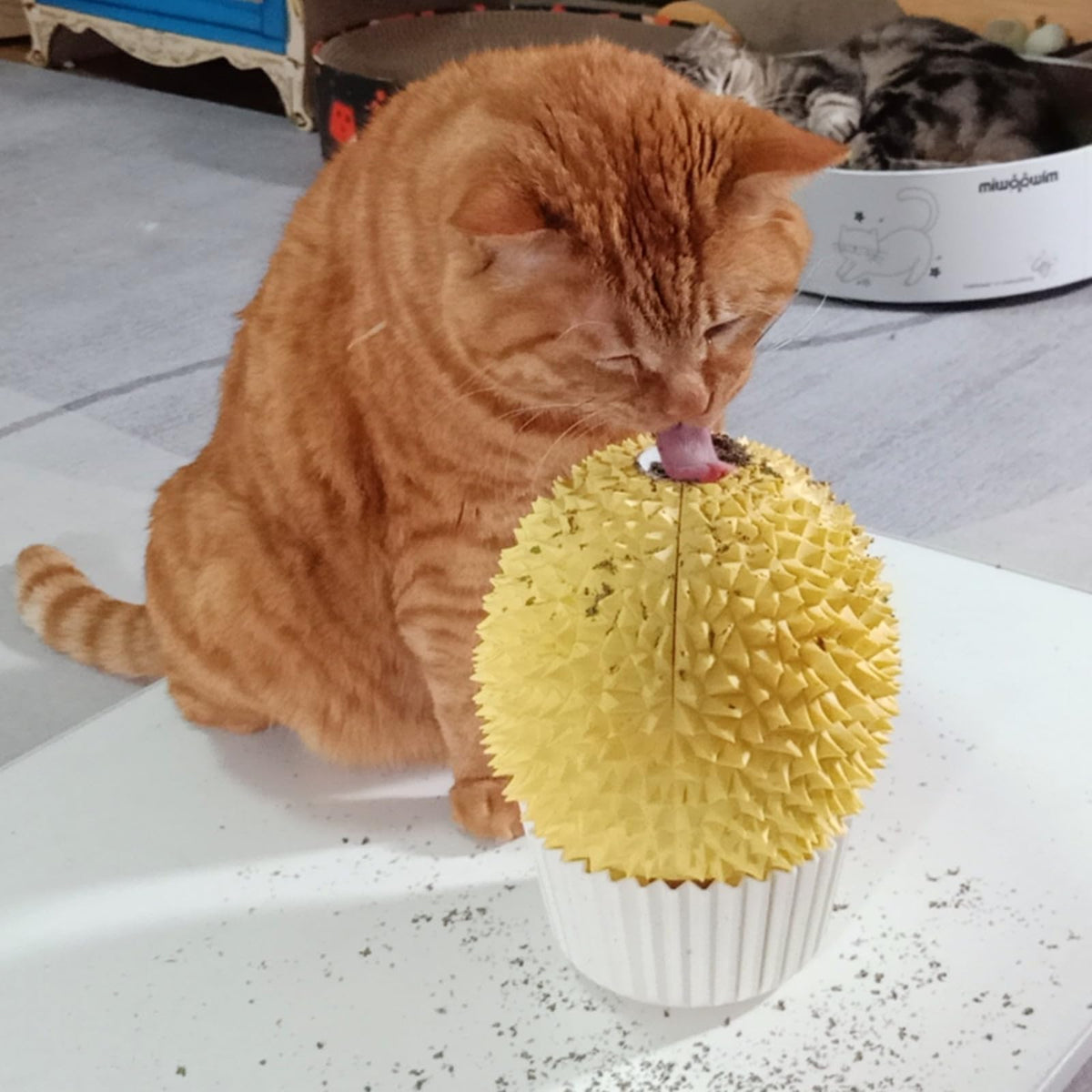 Miwoowim alimentador de hierba gatera para gatos, fomenta juego y exploración diaria.