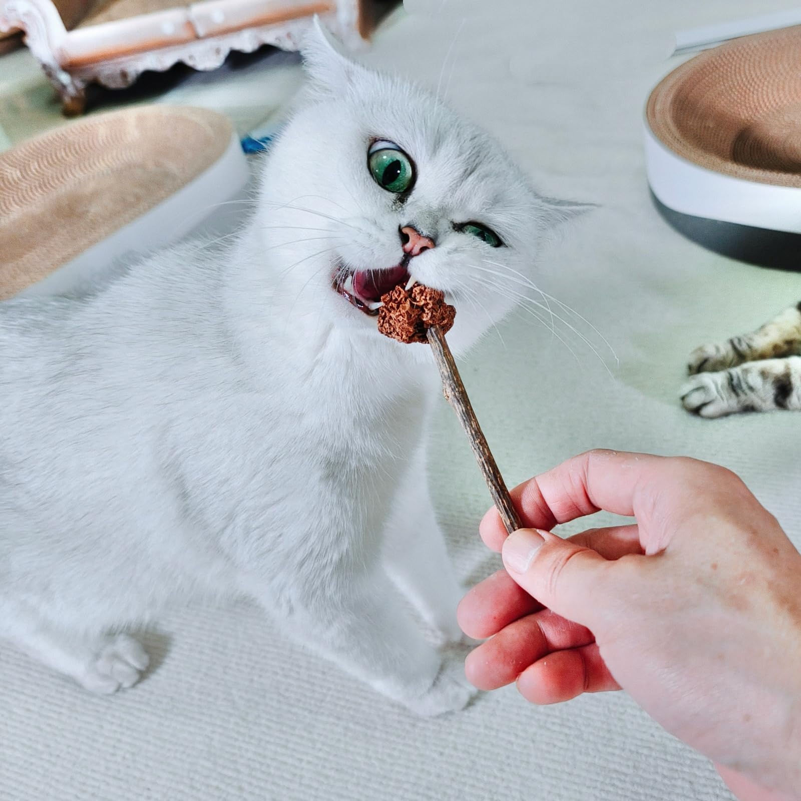 Miwoowim Alternativa al catnip con Silvervine para enriquecimiento sensorial.