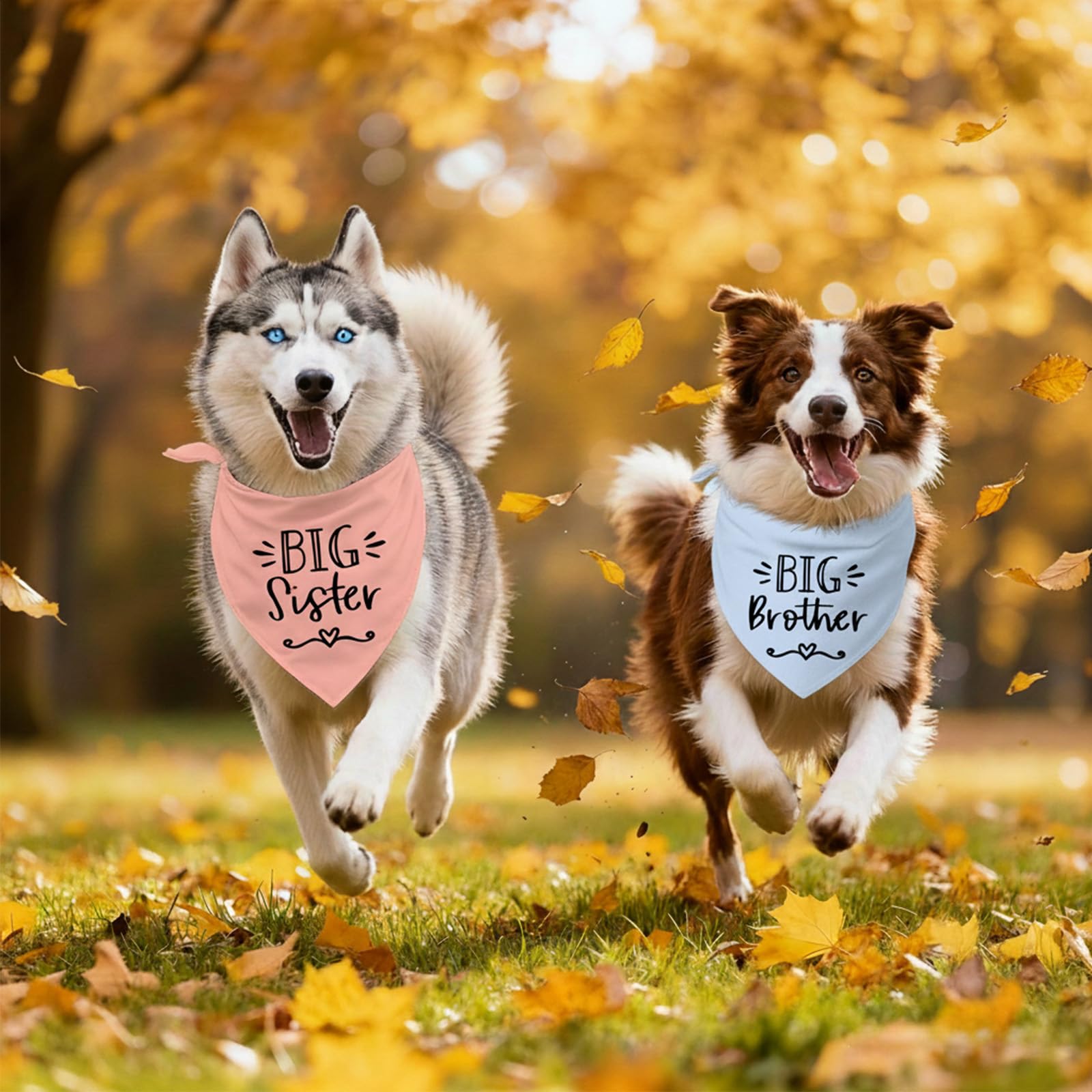 Regalo ideal Mixrowa para dueños de perros, perfecto para bodas o fiestas.