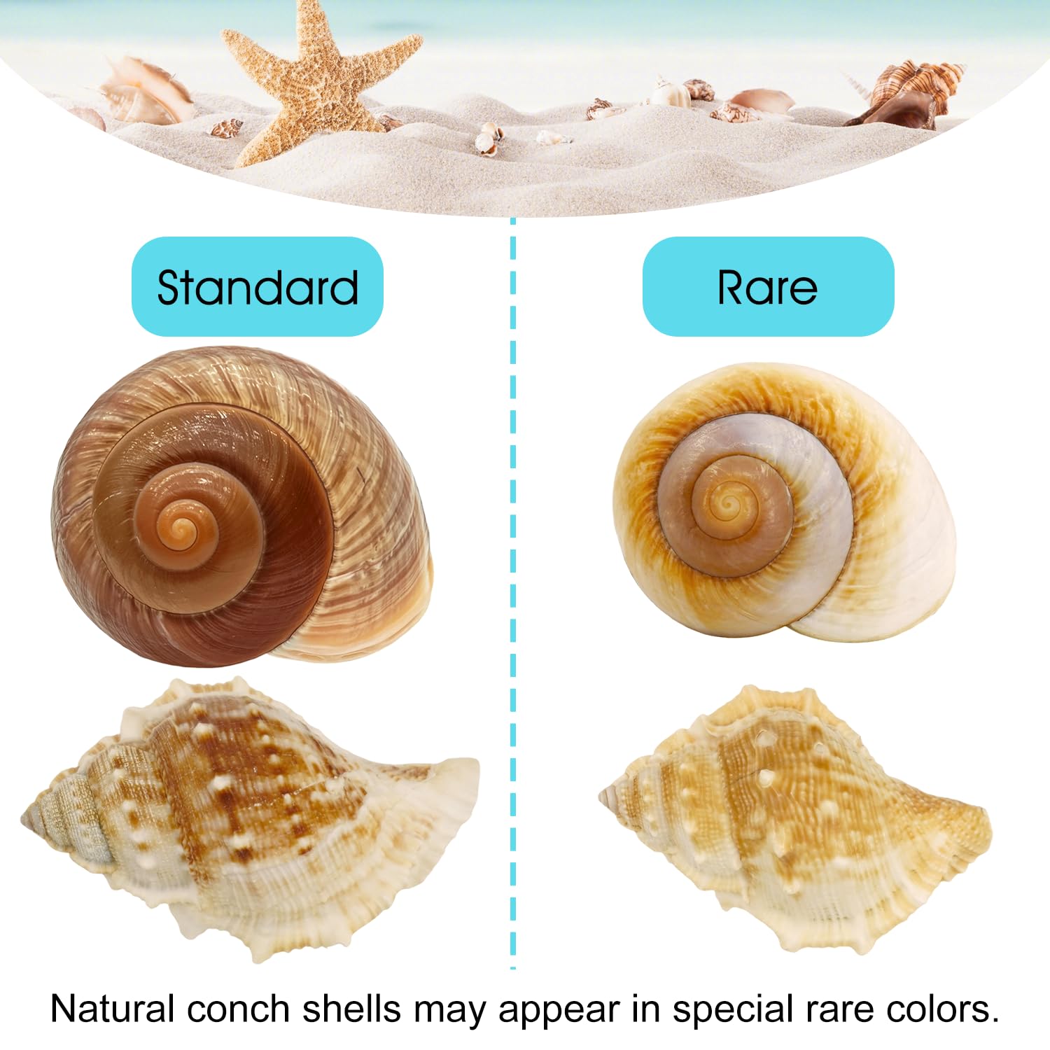 MOASIOP conchas para uso educativo y decorativo, ideal para crear ambientes temáticos.
