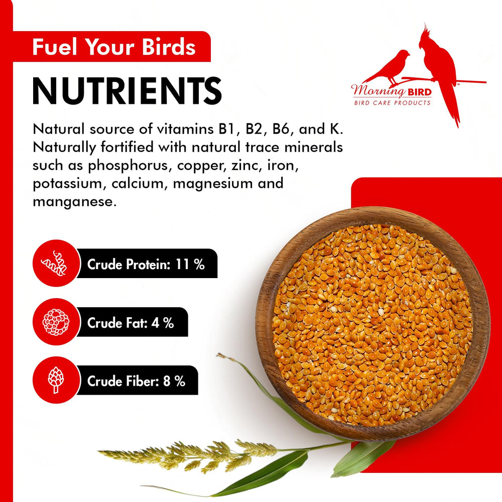 Semilla roja Morning Bird Red Proso Millet para aves, dieta balanceada