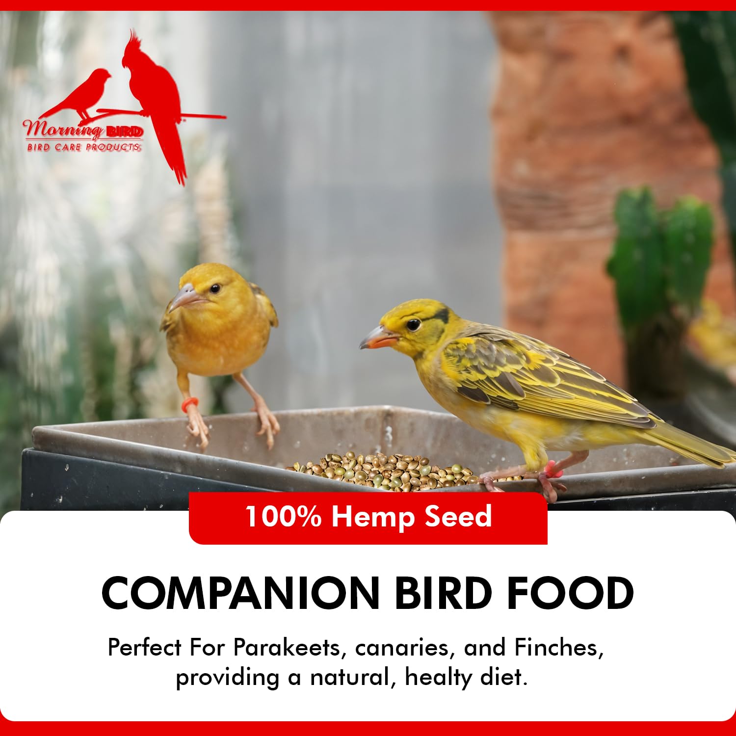 Apoya la energía activa de las aves con cáñamo Morning Bird.