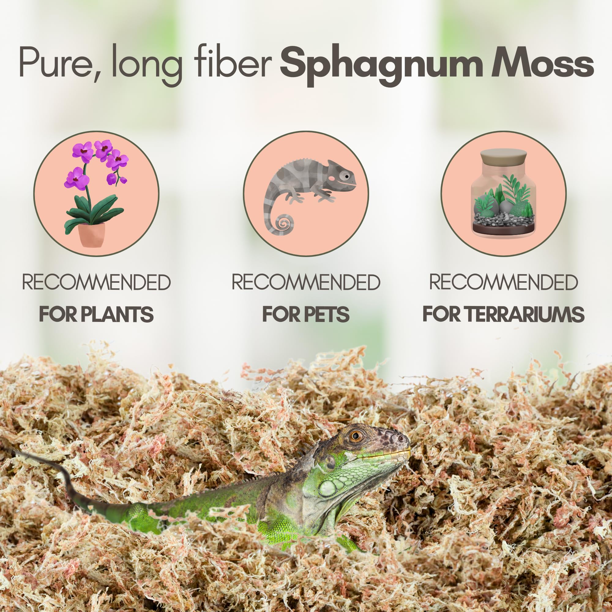 Mossify musgo esfagno para sustrato de plantas mejora retención de humedad.