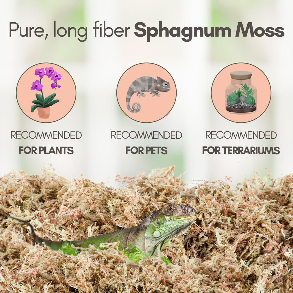 Mossify musgo esfagno para sustrato de plantas mejora retención de humedad.