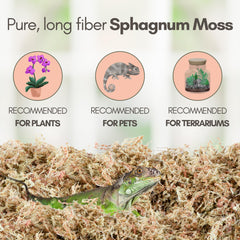 Mossify musgo esfagno para sustrato de plantas mejora retención de humedad.
