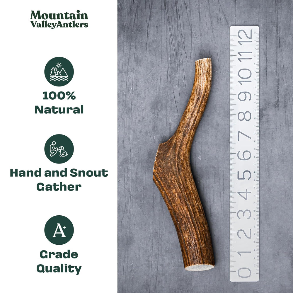 Mountain Valley Antlers: cuerno de alce de textura dura para perros activos