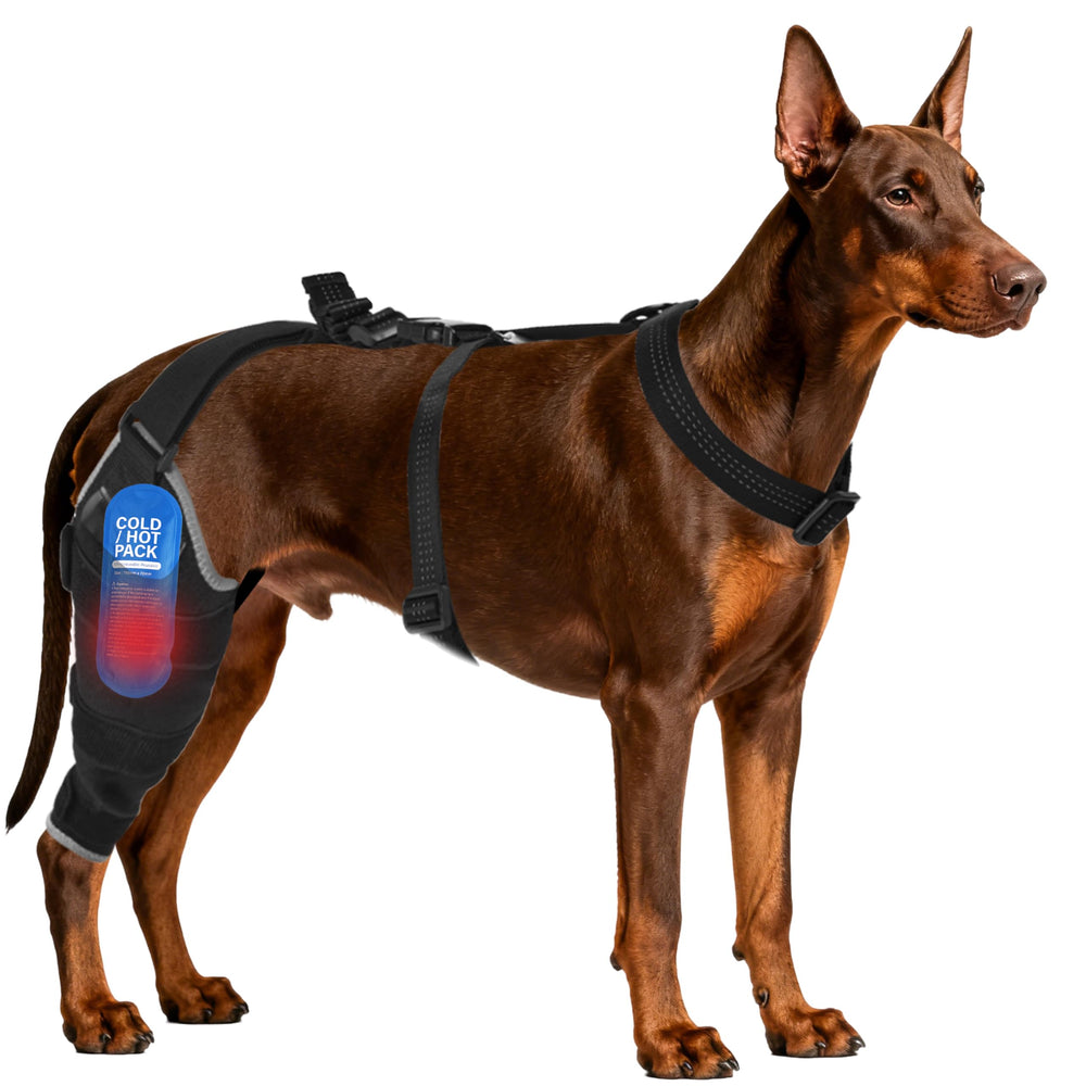 Moysoon rodillera para perro ajustable ofrece soporte cómodo durante caminatas y juegos