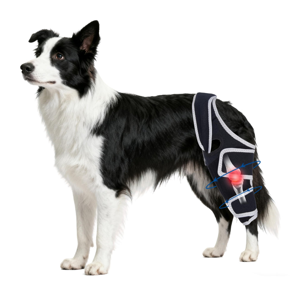 Rodillera Moysoon para perro con soporte metálico para mayor estabilidad en paseos.