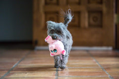 Multipet Knobby Noggins cerdo: juguete con cuerpo miniatura para acurrucarse y divertir.